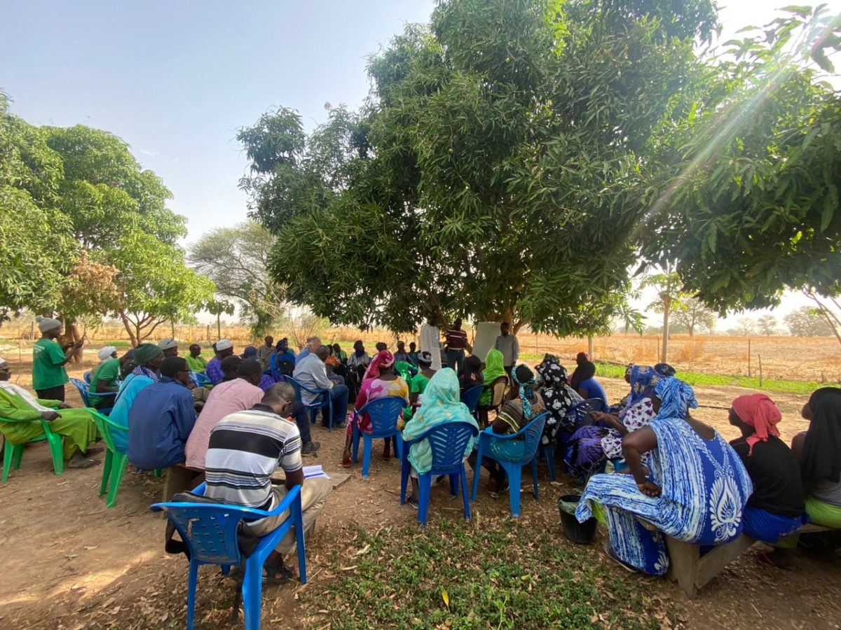 Setting Up The Farmers Field Schools For 2023 2024 Partnerafrica Senegal   Article 1 Option 2 1200x900.jfif